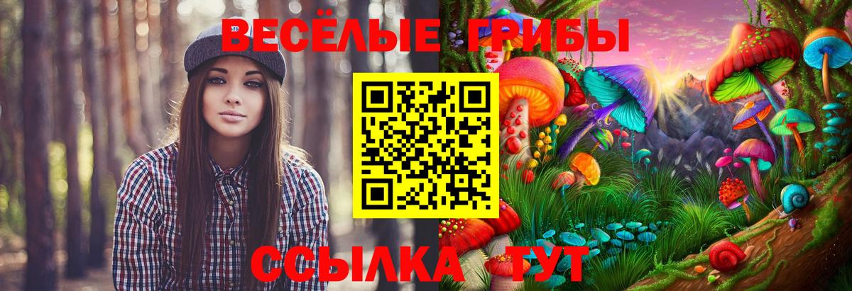 Чернушка  Галлюциногенные грибы Psilocybe  Вход с VPN  Галлюциногенные грибы прущие грибы 